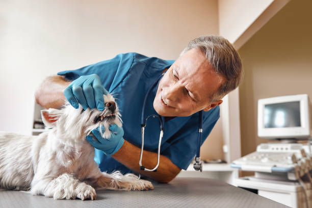 Best 24-Hour Emergency Dental Care in Belleville, WI
